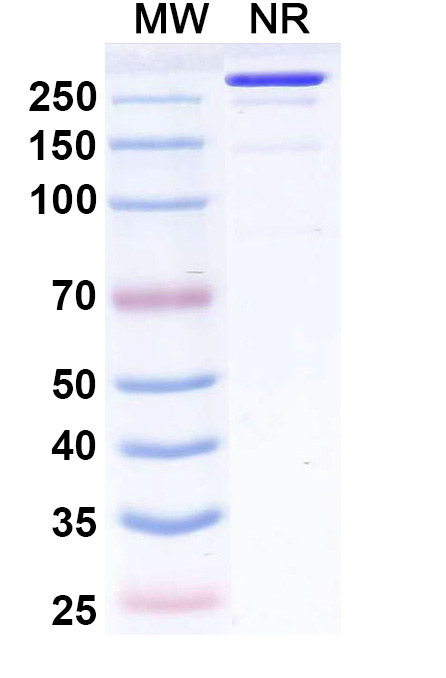 SDS-PAGE for Fiztasovimab Biosimilar - Anti-HHV gB AD-1 mAb - Research Grade