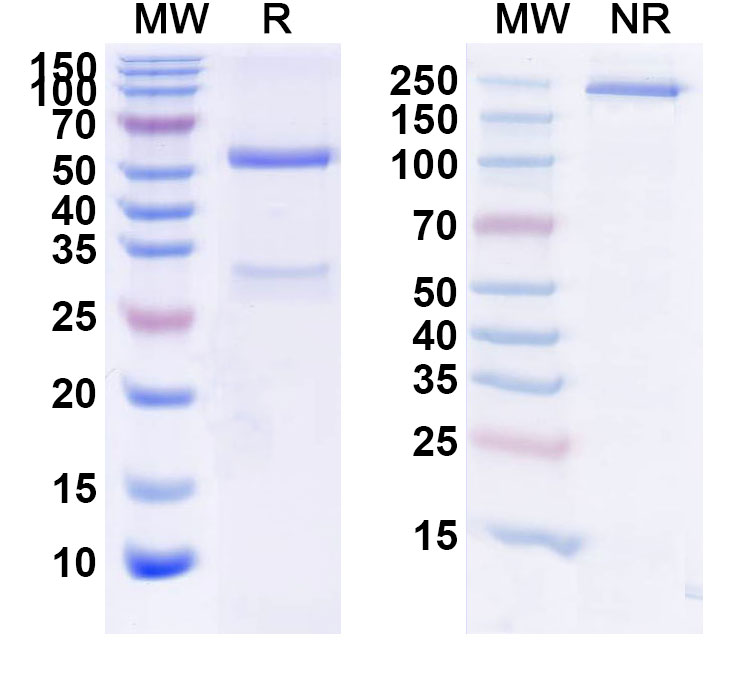 SDS-PAGE for Foralumab Biosimilar - Anti-CD3E mAb - Research Grade