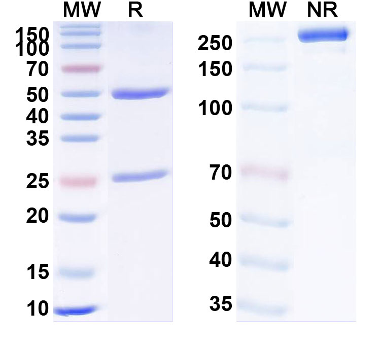 SDS-PAGE for Fremanezumab Biosimilar - Anti-CALCA , CALCB mAb - Research Grade