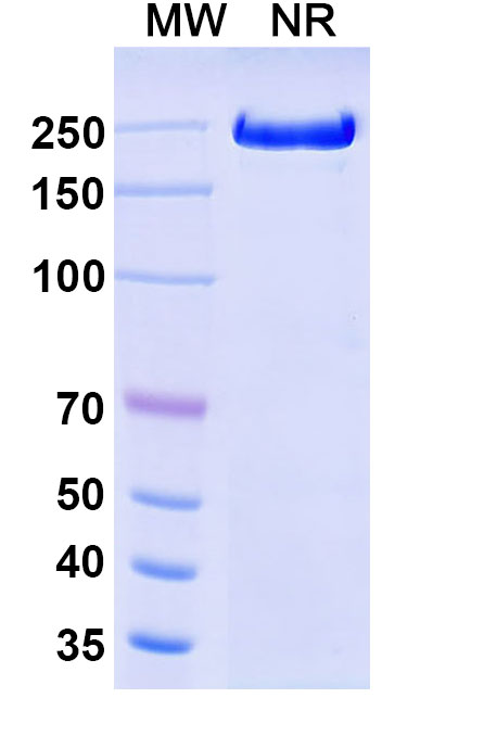 SDS-PAGE for Fresolimumab Biosimilar - Anti-TGFB; TGF beta mAb - Research Grade