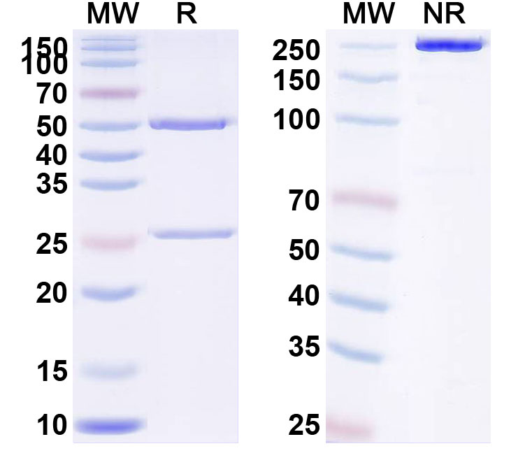 SDS-PAGE for Frunevetmab Biosimilar - Anti-NGF;Beta-NGF mAb - Research Grade