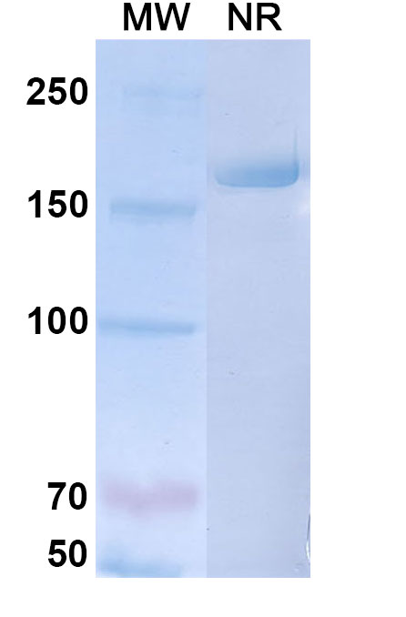 SDS-PAGE for Galcanezumab Biosimilar - Anti-CALCA, CGRP1, CALCB, CGRP2 mAb - Research Grade
