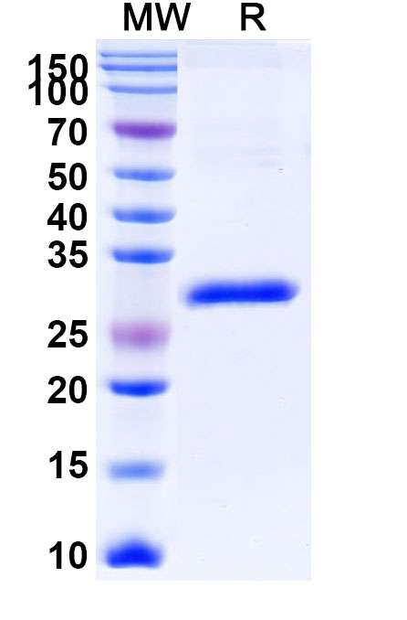 SDS-PAGE for Gancotamab Biosimilar - Anti-CD340;ERBB2 mAb - Research Grade