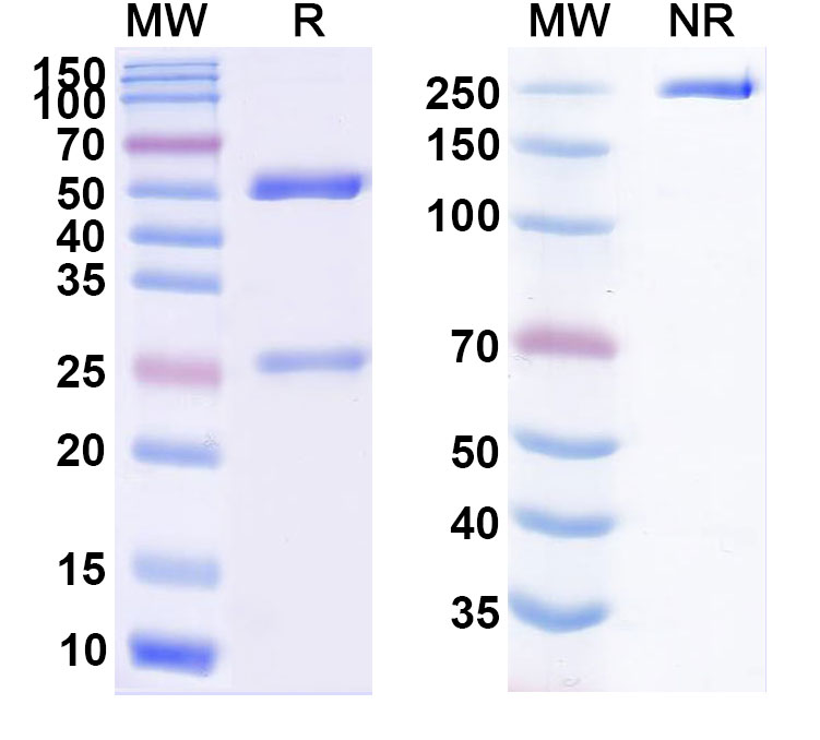 SDS-PAGE for Garivulimab Biosimilar - Anti-CD274 mAb - Research Grade