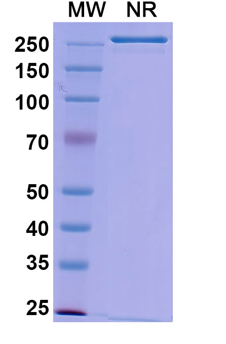 SDS-PAGE for Gedivumab Biosimilar - Anti-HA;Hemagglutinin mAb - Research Grade