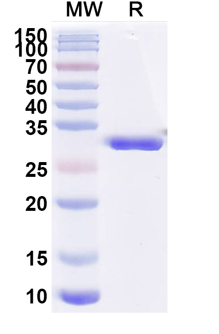 SDS-PAGE for Gefurulimab Biosimilar - Anti-C5,ALB mAb - Research Grade