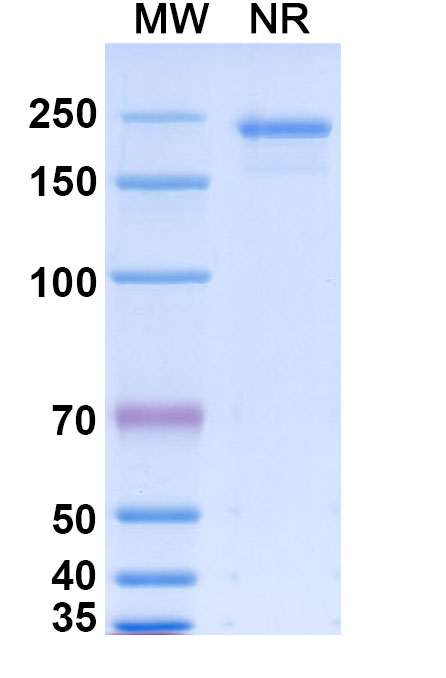 SDS-PAGE for Gevokizumab Biosimilar - Anti-IL1B mAb - Research Grade
