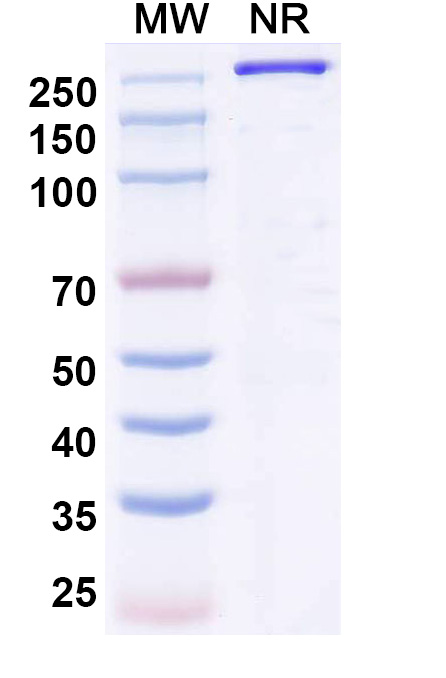 SDS-PAGE for Gimistotug Biosimilar - Research Grade
