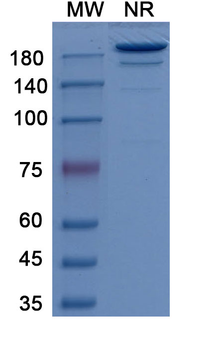 SDS-PAGE for Girentuximab Biosimilar - Anti-CA9 mAb - Research Grade