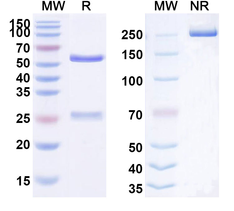 SDS-PAGE for Glembatumumab Biosimilar - Anti-GPNMB extracellular domain mAb - Research Grade