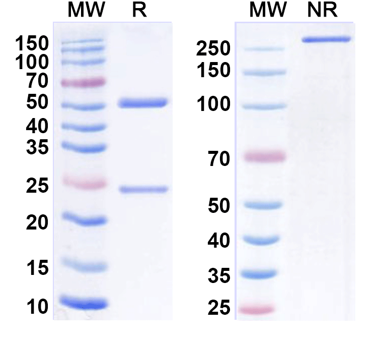 SDS-PAGE for Golocdacimab Biosimilar - Anti-OLR1 mAb - Research Grade
