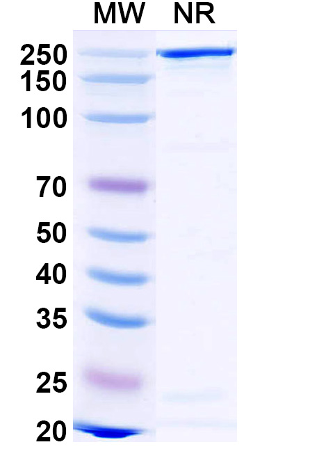 SDS-PAGE for Gomiliximab Biosimilar - Anti-CD23;FCER2 mAb - Research Grade