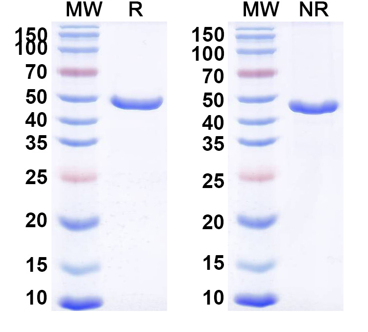 SDS-PAGE for Gontivimab Biosimilar - Anti-F;Fusion glycoprotein F0 mAb - Research Grade