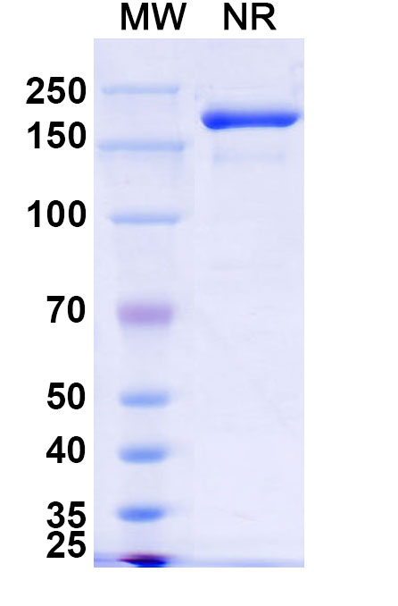 SDS-PAGE for Gorivitug Biosimilar - Anti-SARS-CoV-2 RBD mAb - Research Grade