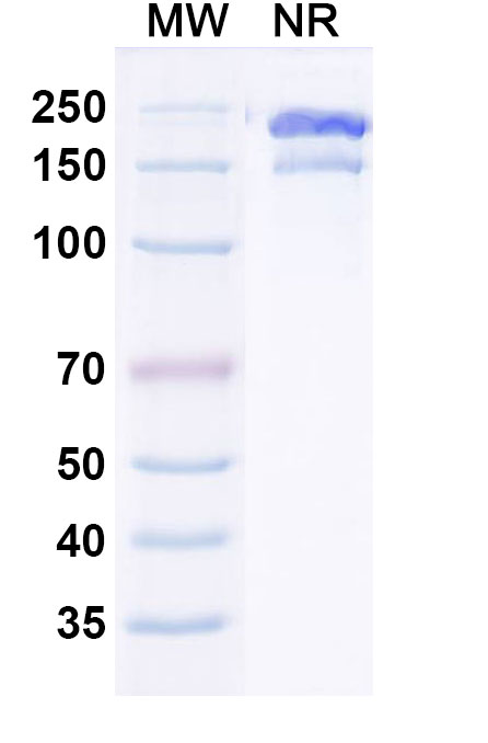 SDS-PAGE for Research Grade Gruticibart