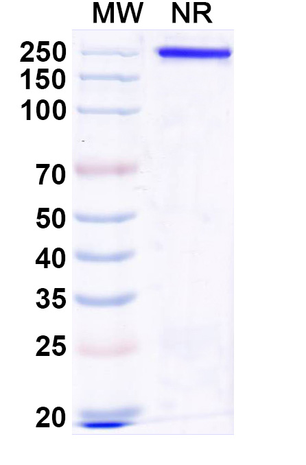 SDS-PAGE for Research Grade Gulgafafusp Alfa