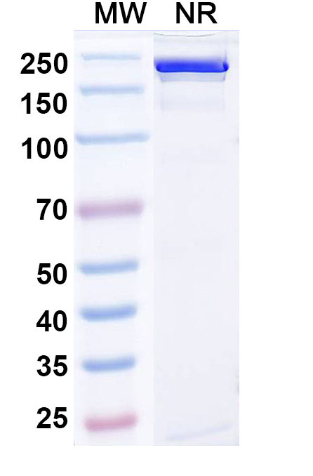 SDS-PAGE for Gumokimab Biosimilar - Anti-IL17 mAb - Research Grade