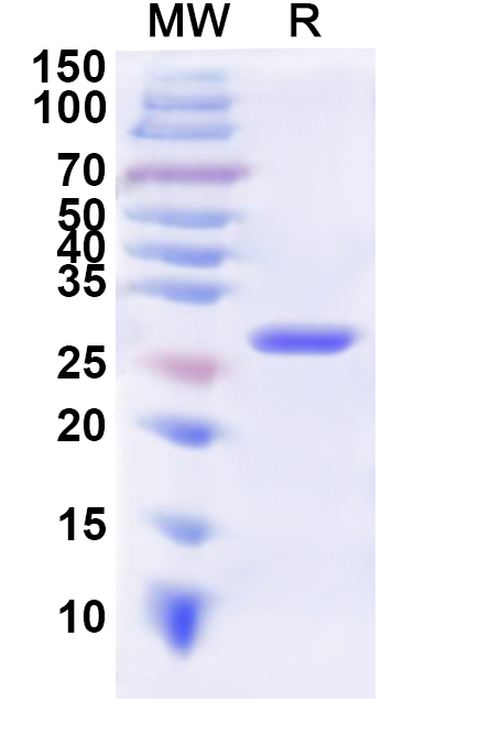 SDS-PAGE for HJV, N-His, recombinant protein