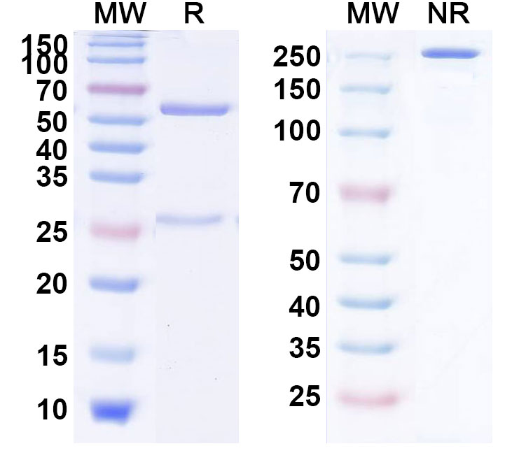 SDS-PAGE for Ensituximab Biosimilar - Anti-MUC5AC mAb - Research Grade