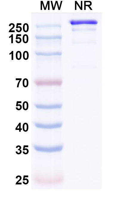 SDS-PAGE for HuCC49 Biosimilar - Anti-FCGR1; ITGB2; TAG-72 mAb - Research Grade