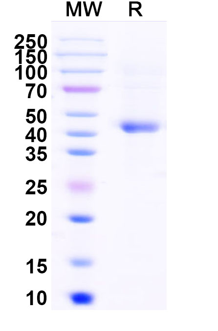 SDS-PAGE for Human BMP2 recombinant protein