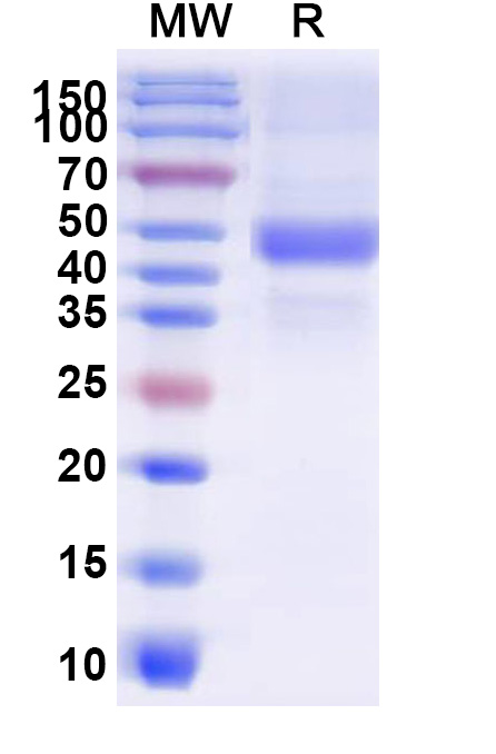 SDS-PAGE for Human BMP4 recombinant protein