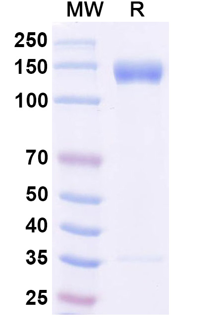 SDS-PAGE for Human CD100/SEMA4D Recombinant Protein, C-Fc