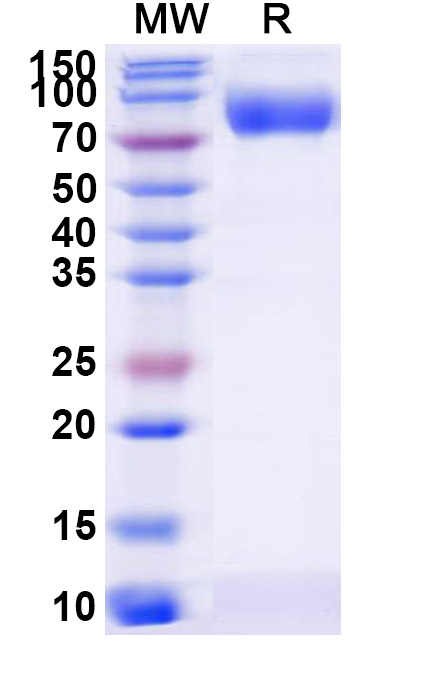 SDS-PAGE for Human CD111/NECTIN1 Recombinant Protein, C-Fc