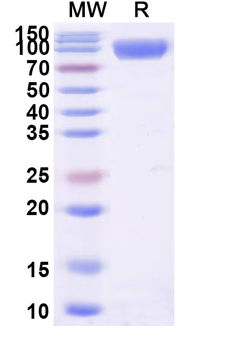 SDS-PAGE for Human CD113/NECTIN3 Recombinant Protein, C-Fc