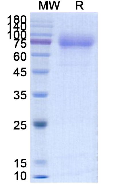 SDS-PAGE for Human CD115 / CSF1R recombinant protein