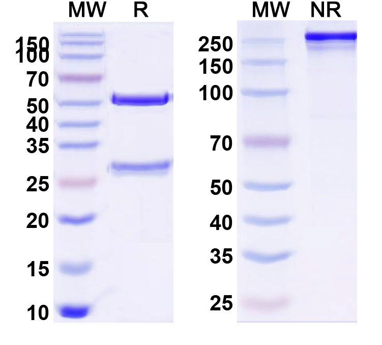 SDS-PAGE for Human CD11a/ITGAL (S6F1) Monoclonal Antibody