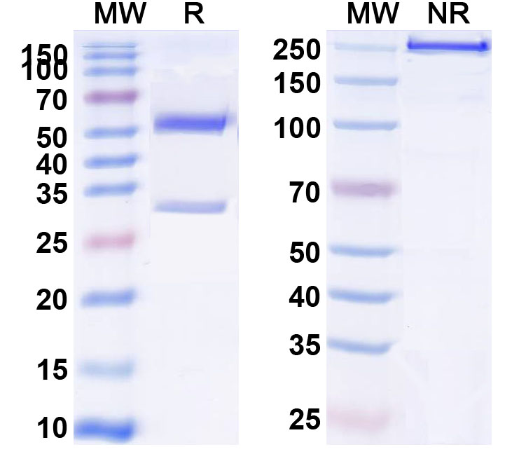 SDS-PAGE for Human CD123/IL3RA Monoclonal Antibody