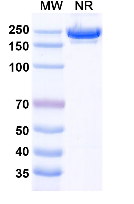 SDS-PAGE for Human CD126/IL6R/IL-6RA Monoclonal Antibody