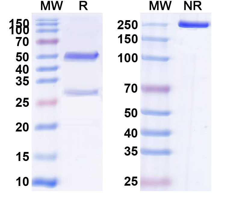 SDS-PAGE for Human CD132/IL2RG Monoclonal Antibody