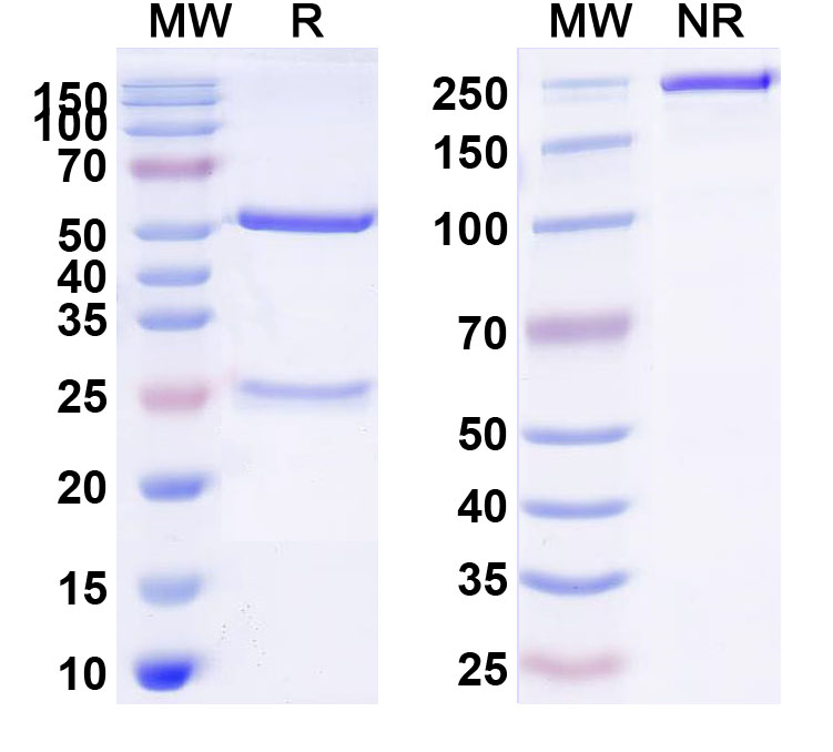 SDS-PAGE for Human CD14 Monoclonal Antibody