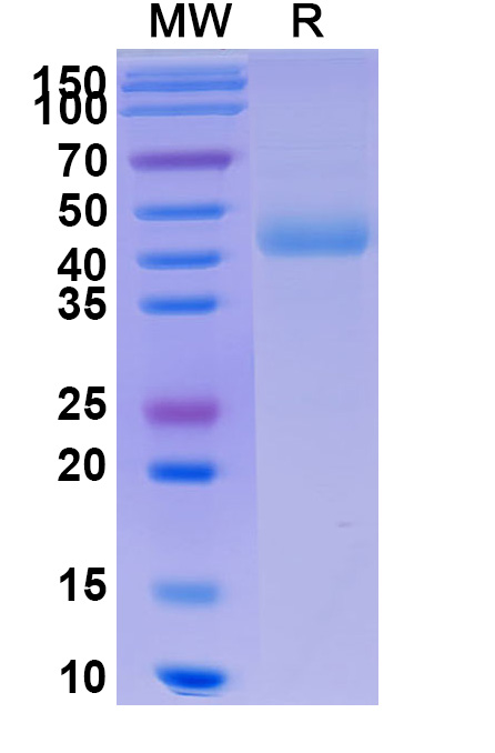 SDS-PAGE for Human CD172g-SIRPG recombinant protein