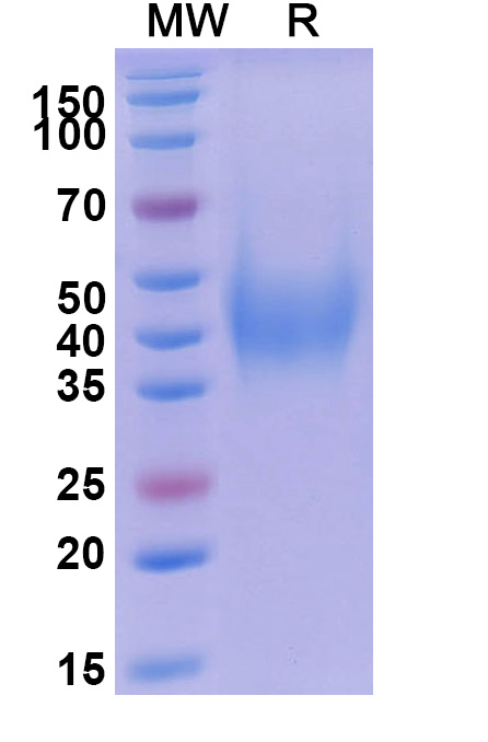 SDS-PAGE for Human CD200 recombinant protein