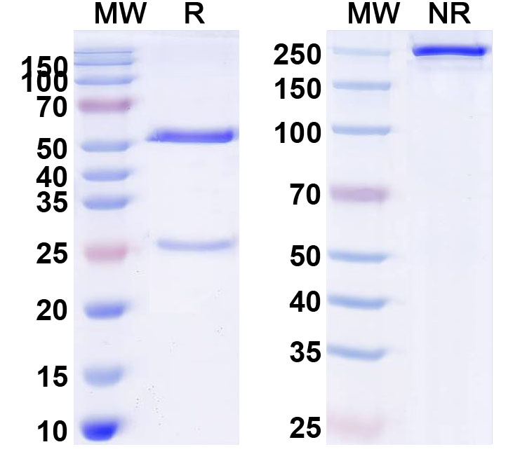 SDS-PAGE for Human CD22 (G544) Monoclonal Antibody