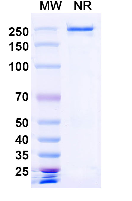 SDS-PAGE for Human CD227/MUC1 (5E5#) Monoclonal Antibody