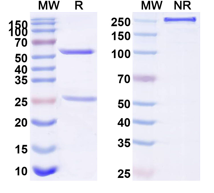 SDS-PAGE for Human CD234/ACKR1 Monoclonal Antibody