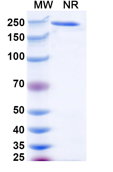 SDS-PAGE for Human CD24 Monoclonal Antibody