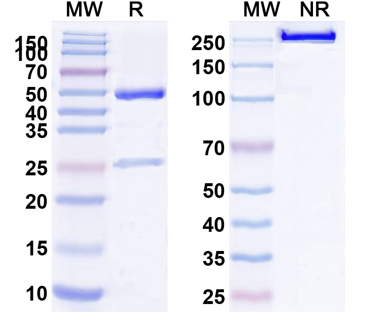 SDS-PAGE for Human CD240D/RHD (SAA0076) Monoclonal Antibody
