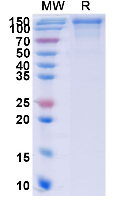 SDS-PAGE for Human CD244 Recombinant Protein, C-Fc