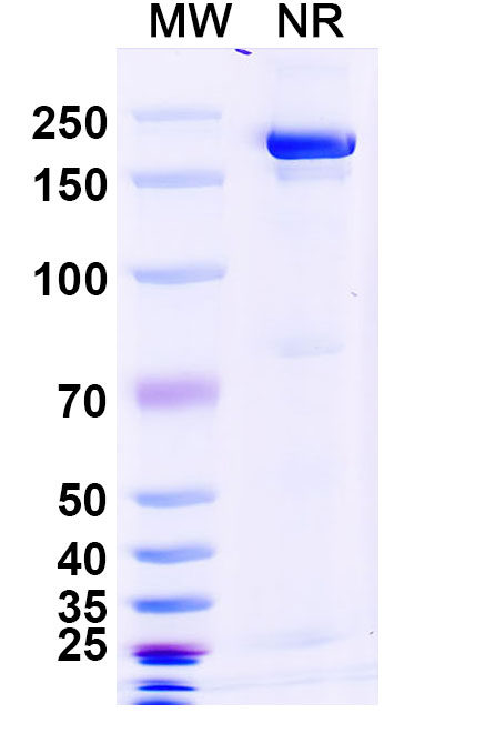 SDS-PAGE for Human CD32b/FCGR2B Monoclonal Antibody