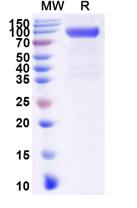 SDS-PAGE for Human CD331/FGFR1 Recombinant Protein, C-Fc