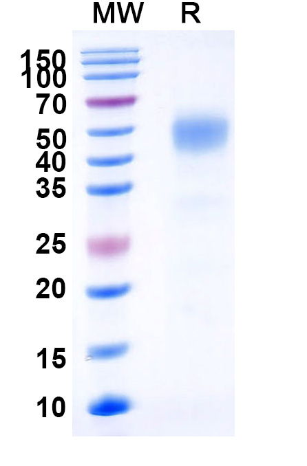 SDS-PAGE for Human CD332-FGFR2 recombinant protein