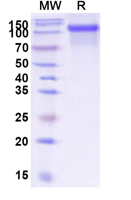 SDS-PAGE for Human CD333/FGFR3 Recombinant Protein, C-Fc