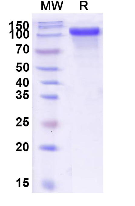 SDS-PAGE for Human CD334/FGFR4 Recombinant Protein, C-Fc