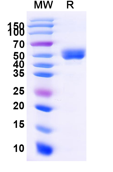 SDS-PAGE for Human CD337/NCR3 Recombinant Protein, C-Fc