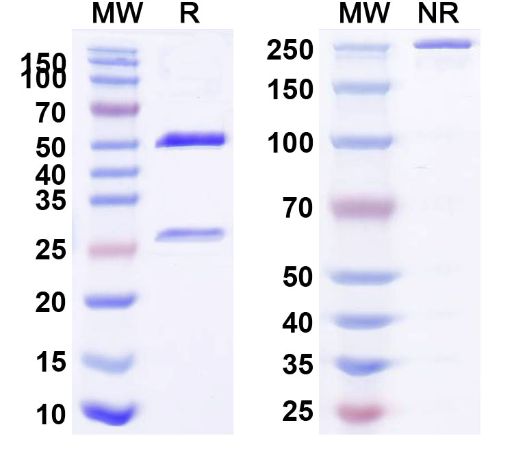 SDS-PAGE for Human CD370/CLEC9A Monoclonal Antibody